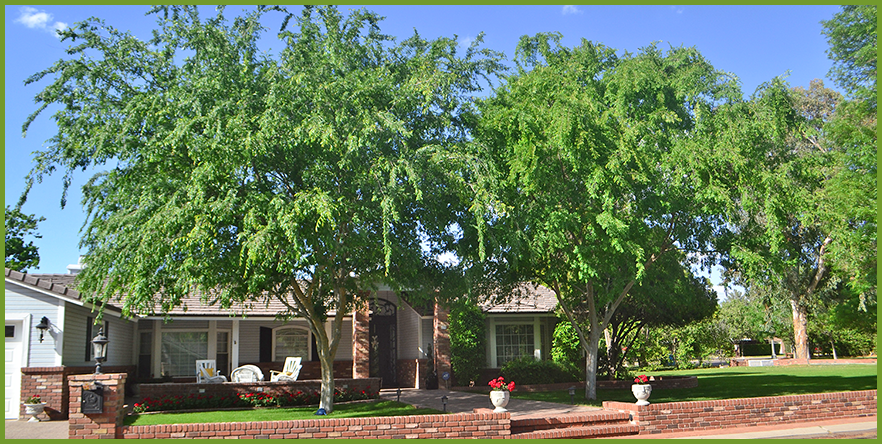 Chinese-Elm-4.png