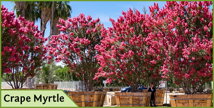 Crapemyrtle.png