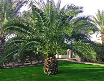 Canary Island Pineapple Palm