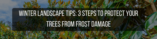 Winter Landscape Tips: 3 Steps To Protect Your Trees From Frost Damage