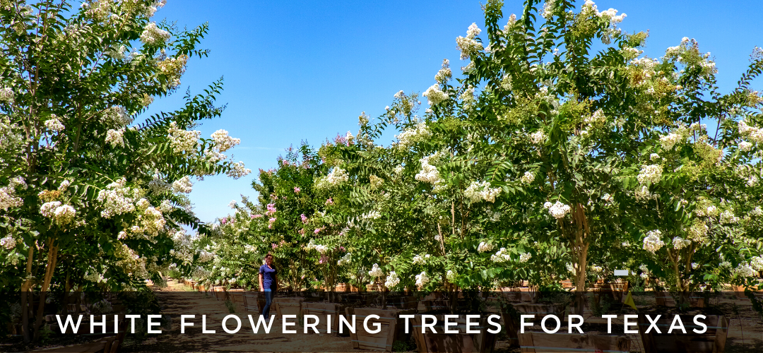 white flowering trees at nursery farm