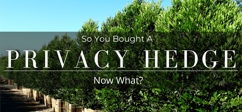Carolina Cherry evergreen privacy hedge
