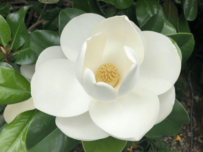 white Magnolia flower on tree