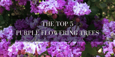 top 5 purple flowering trees