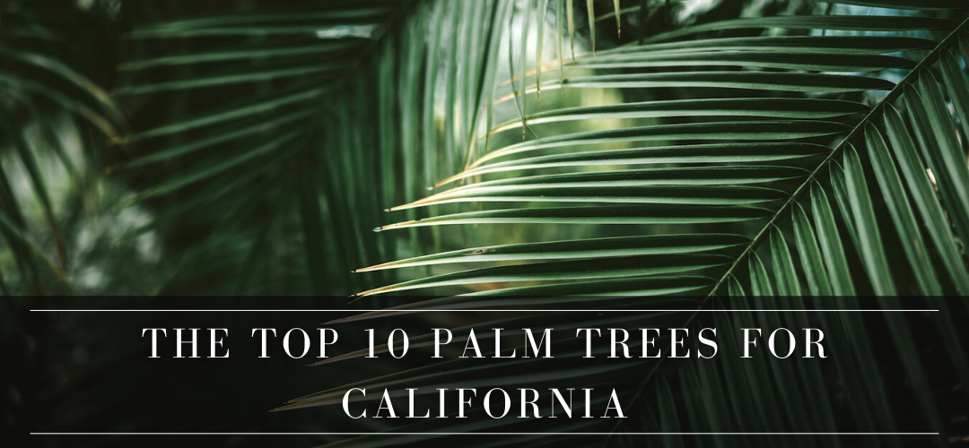 The Top 10 Palm Trees for California & Where to Plant Them