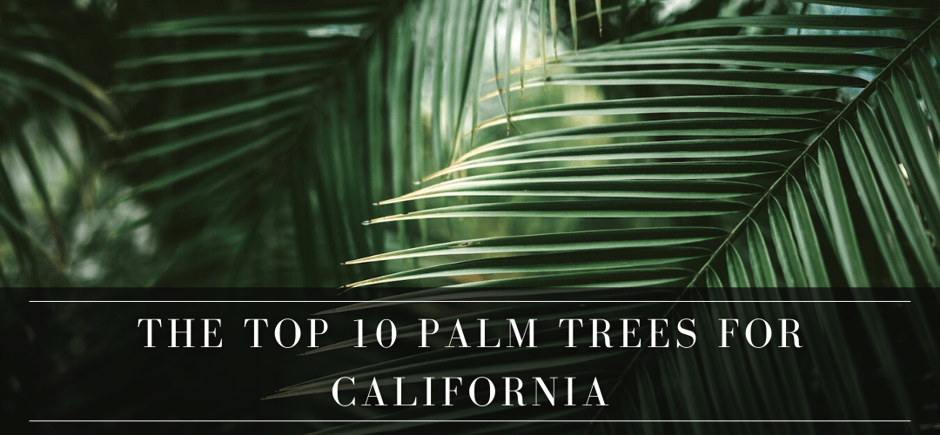 top 10 palm trees for California header