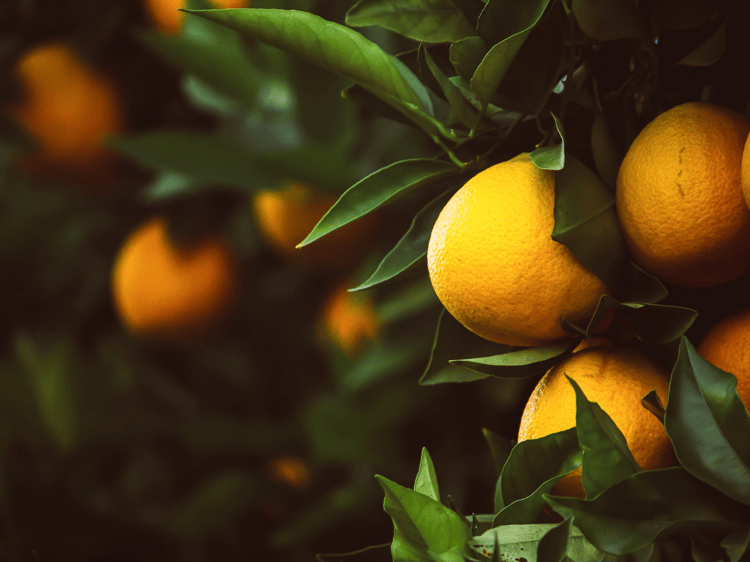 THE BEST TIME TO PLANT FRUITING TREES IN CALIFORNIA