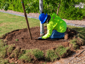 Planting new trees in spring