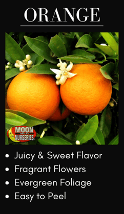 Orange Citrus Trees for best fruit