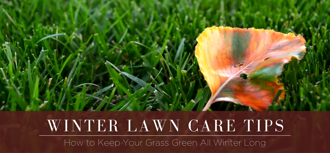Winter lawn care tips