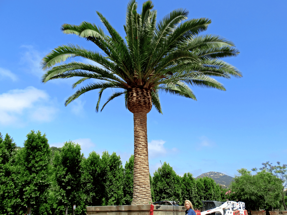 types of palm trees in arizona