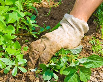 Gardening can burn calories