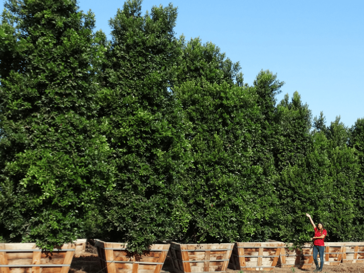 Why Hedges are Perfect for Any Landscape in Southern California