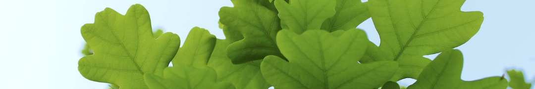 oak leaves header