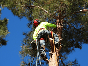 tree trimming services from Moon Valley Nurseries