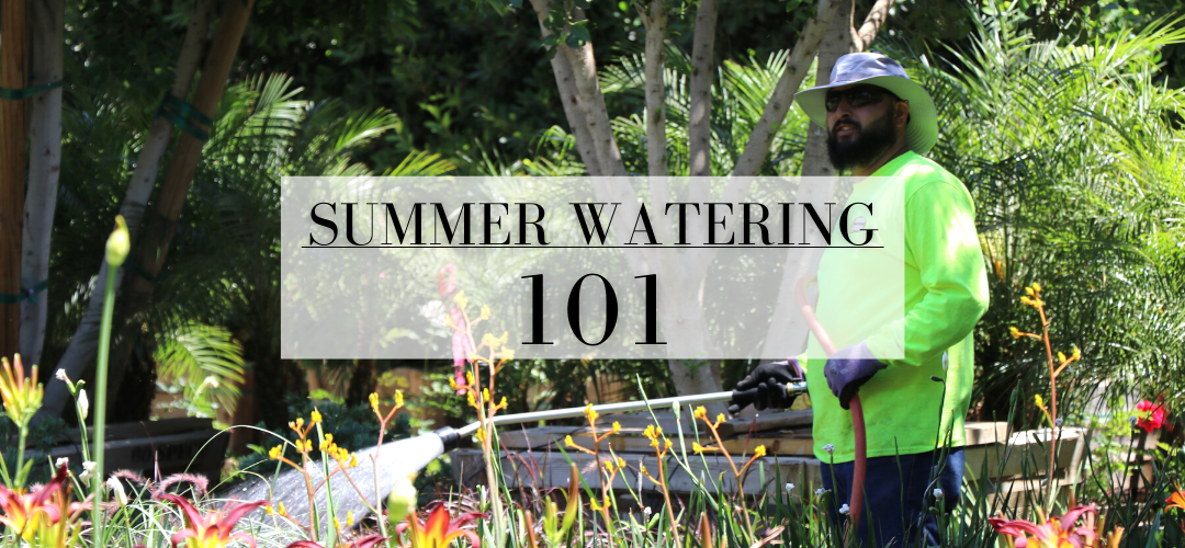 summer watering guide