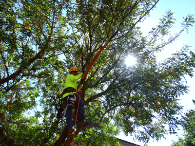 Moon valley nurseries tree trimming