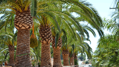 Lush Pineapple palm canopy