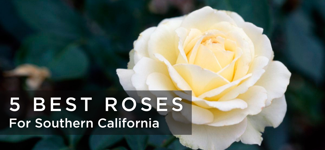 5 Best Roses For Southern California