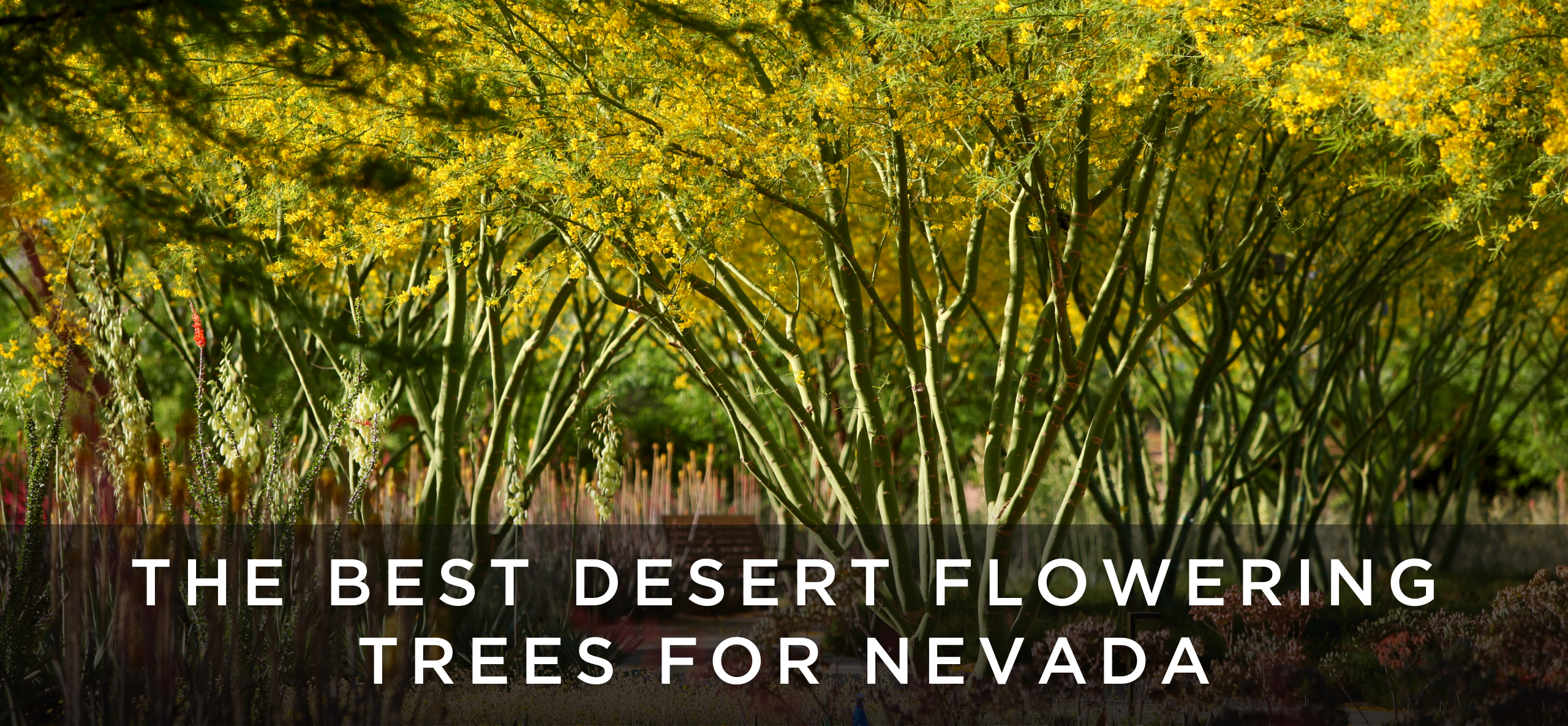Flowering trees for nevada las vegas desert