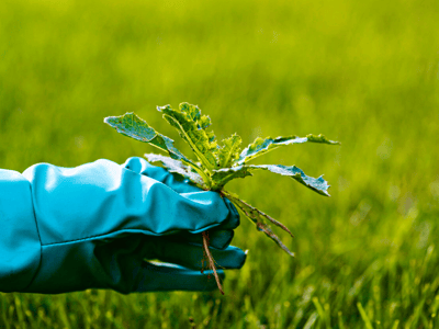 plucking weeds