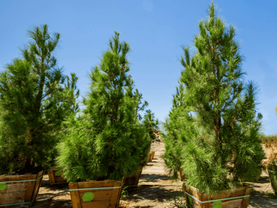 Elderica Pine trees large