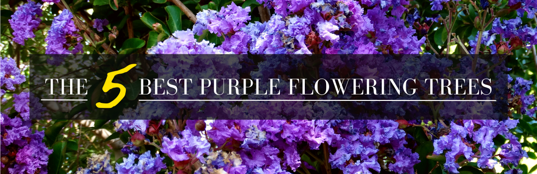 5 best purple flowering trees header