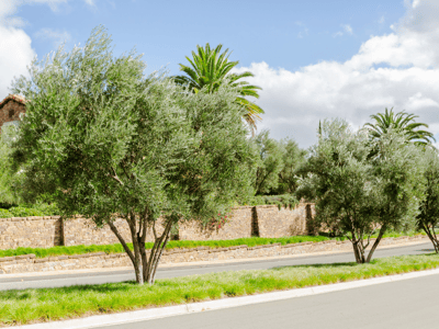 Olive trees planted along street