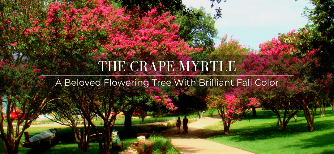 Crape Myrtle tree header