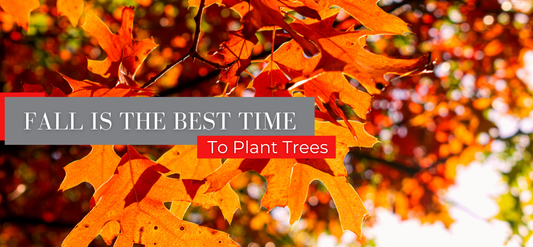 Why Fall is the Best Time to Plant Trees (Updated 2021)