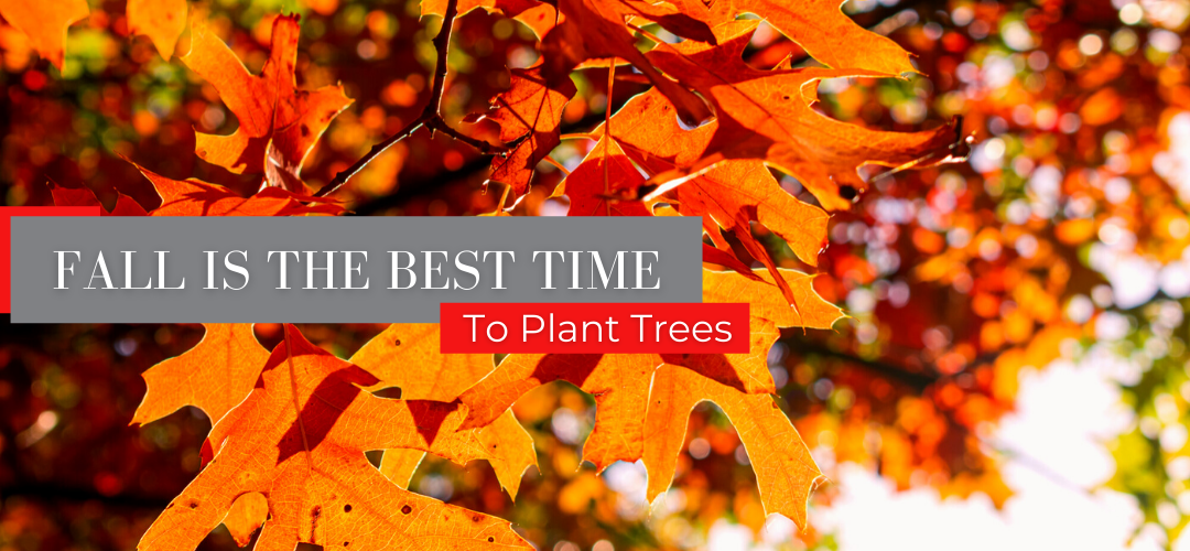 Fall is the best time to plant trees header