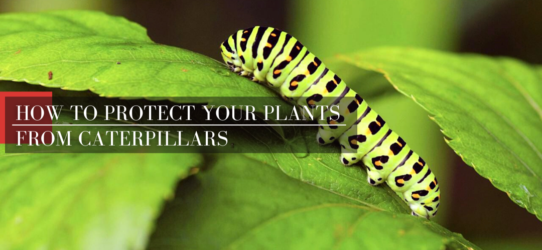 How to treat your plants to avoid skeletonizer caterpillars