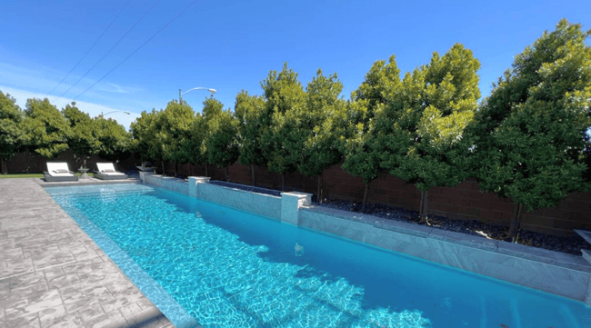 Privacy hedge in backyard around pool
