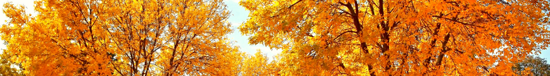 Fall header 3