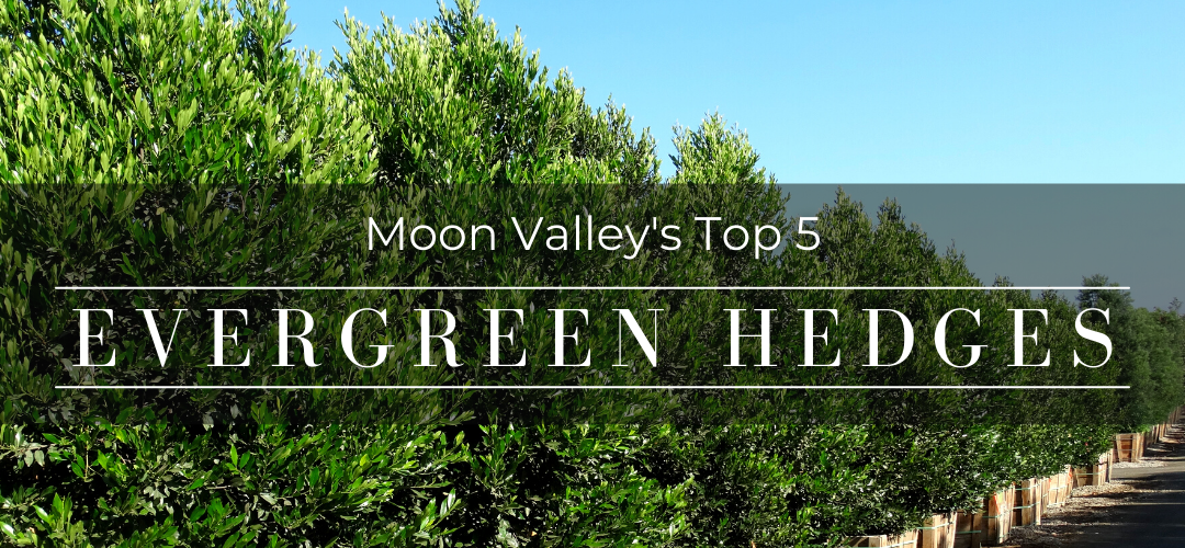 Top 5 evergreen hedges