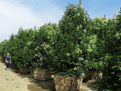 Japanese Privet hedges for sale at moon valley nurseries