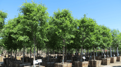 chinese elm true green elm trees for sale at Moon valley nurseries