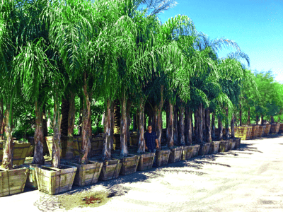 Piru Queen palm trees for sale at Moon Valley Nurseries