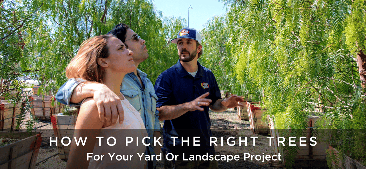 How to Pick The Right Trees for Your Yard or Landscape Project