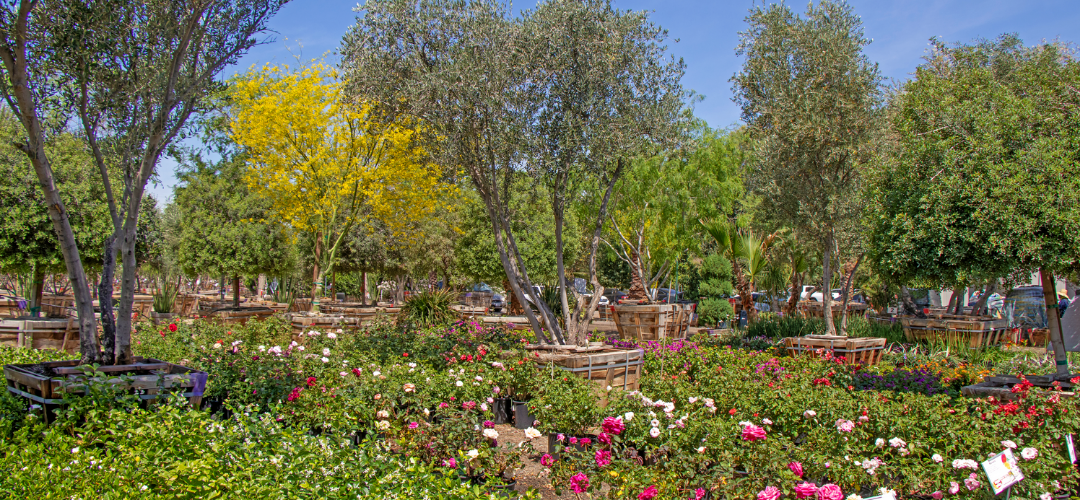 Nursery Shot of fruitless olives and flowering trees