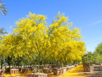 Beautiful Museum Palo Verde tree with Golden Blooms