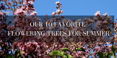 10 favorite flowering trees for summer