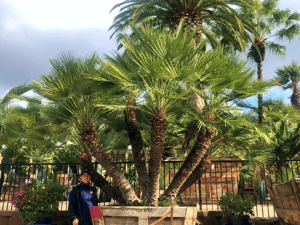 Mediterranean fan palm for sale at Moon Valley Nurseries