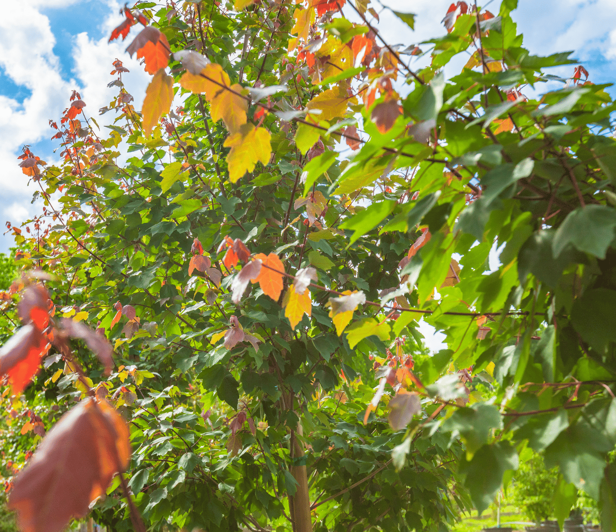 Tennessee Tree Color Change Understanding Early Color Change in Tennessee Trees: A Sign of Stress ...