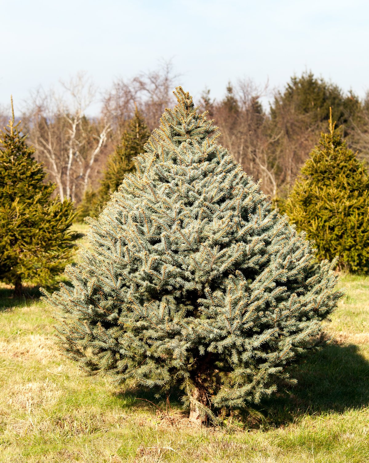 The Ultimate Texas Christmas Tree Info Guide