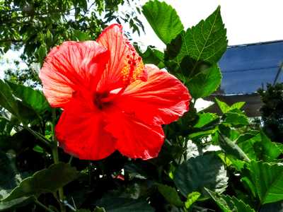 Red Hibiscus Flower