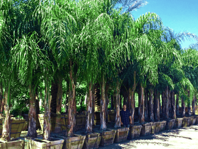 Piru Queen Palms at Moon Valley Nurseries