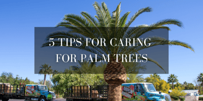 Tips for caring for palm trees