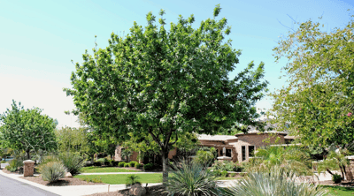 Arizona ash tree for sale at Moon Valley Nurseries