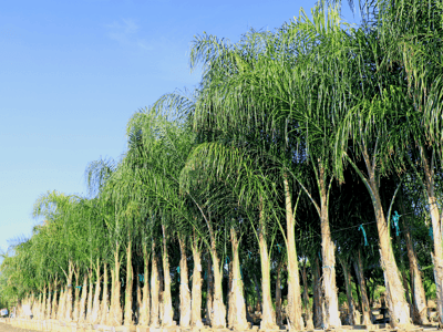 Piru Queen Palms for sale at Moon Valley Nurseries